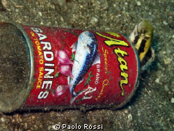 Petroscirtes breviceps - Shorthead fangblenny
A small bl... by Paolo Rossi 